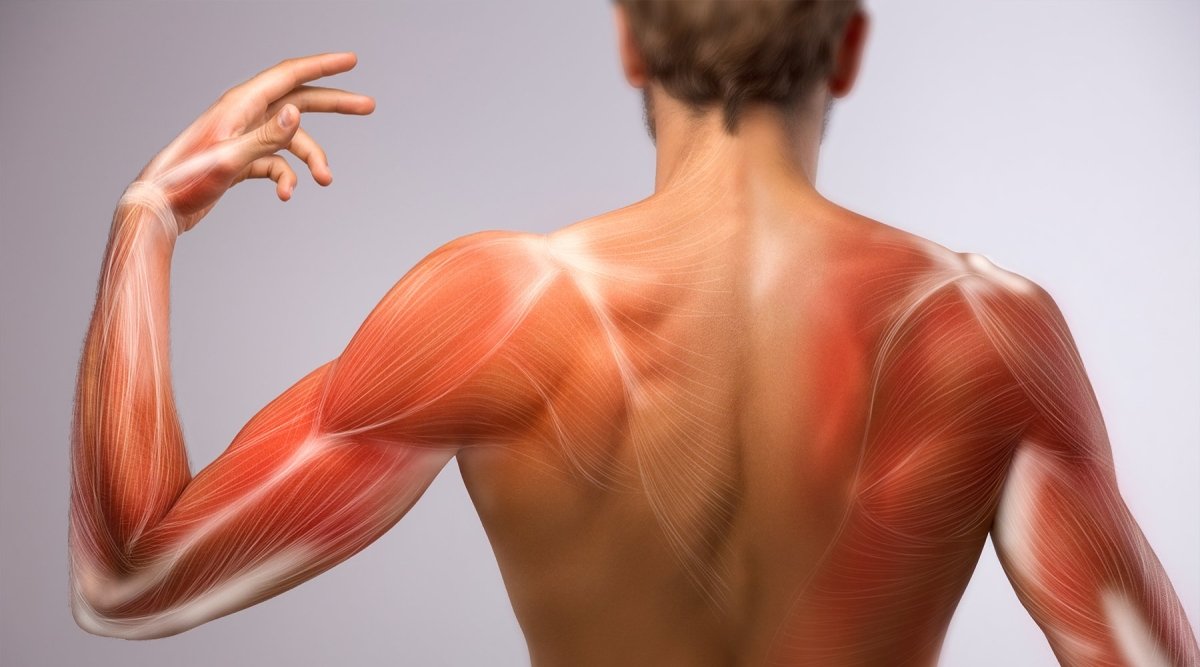 Delayed Onset Muscle Soreness, Symptoms